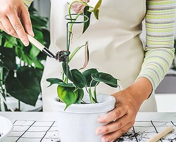 Amazon | 園芸支柱 誘引支柱 植物支柱 観葉支柱 花ささえ 植物